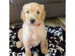 Goldendoodle Puppy for sale in Oskaloosa, IA, USA