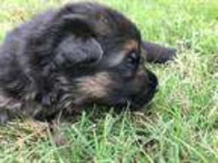 German Shepherd Dog Puppy for sale in Chesapeake, VA, USA