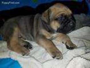 Cane Corso Puppy for sale in Barberton, OH, USA