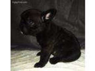 French Bulldog Puppy for sale in Romeoville, IL, USA