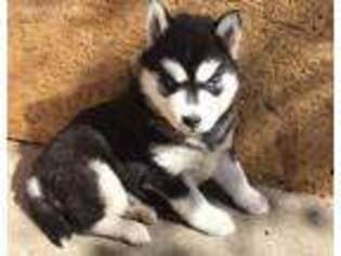 Siberian Husky Puppy for sale in Pipe Creek, TX, USA