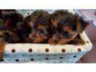 Yorkshire Terrier Puppy for sale in Peachtree City, GA, USA