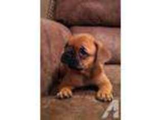 French Bulldog Puppy for sale in SMITHS GROVE, KY, USA