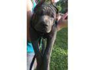 Cane Corso Puppy for sale in Hubbard, OH, USA
