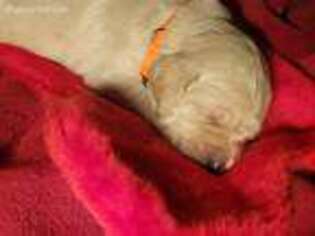 Goldendoodle Puppy for sale in Bigfork, MT, USA