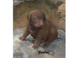 Chesapeake Bay Retriever Puppy for sale in Berryville, AR, USA