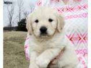 Golden Retriever Puppy for sale in FOWLER, IN, USA