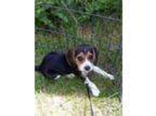 Beagle Puppy for sale in Aurora, CO, USA