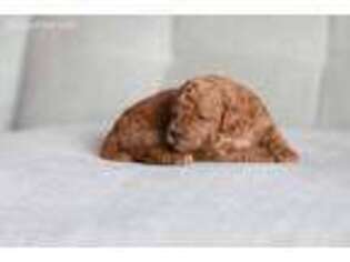 Goldendoodle Puppy for sale in Midway, UT, USA