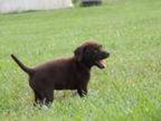 Labrador Retriever Puppy for sale in Westphalia, KS, USA