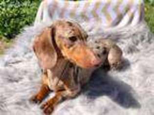Dachshund Puppy for sale in Joshua Tree, CA, USA