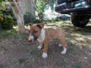 Bull Terrier Puppy for sale in Santa Ana, CA, USA