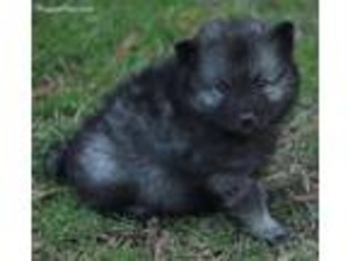 Keeshond Puppy for sale in Chester, SC, USA