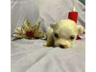 Maltese Puppy for sale in Byron, GA, USA