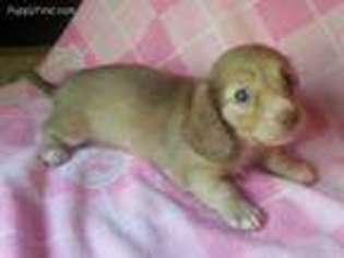 Dachshund Puppy for sale in Anniston, AL, USA