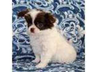Chihuahua Puppy for sale in Tucson, AZ, USA
