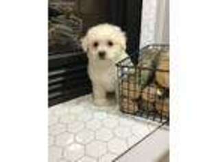 Bichon Frise Puppy for sale in Apple Creek, OH, USA