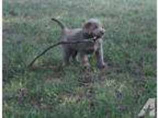 Labrador Retriever Puppy for sale in FLORA, MS, USA