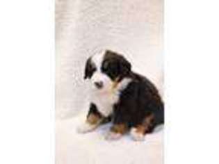 Bernese Mountain Dog Puppy for sale in Killbuck, OH, USA