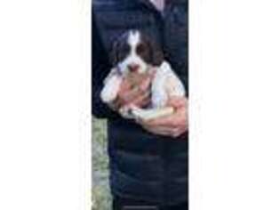 English Springer Spaniel Puppy for sale in Quincy, MA, USA