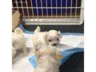 Maltese Puppy for sale in Barnesville, GA, USA