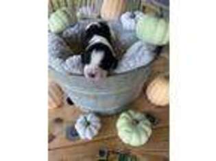 English Springer Spaniel Puppy for sale in Ranger, GA, USA