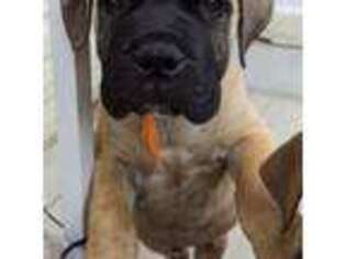 Bullmastiff Puppy for sale in Rootstown, OH, USA