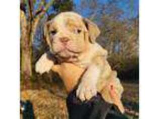 Bulldog Puppy for sale in King George, VA, USA