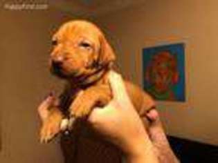 Vizsla Puppy for sale in Crowley, TX, USA