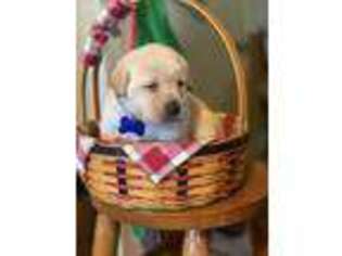 Labrador Retriever Puppy for sale in Lancaster, KY, USA