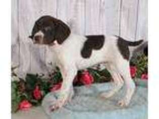 German Shorthaired Pointer Puppy for sale in Penns Creek, PA, USA