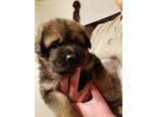 Mutt Puppy for sale in Hummelstown, PA, USA