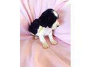 English Springer Spaniel Puppy for sale in Blanchard, ID, USA