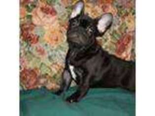 French Bulldog Puppy for sale in Salem, IL, USA
