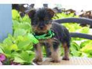 Yorkshire Terrier Puppy for sale in Rock Stream, NY, USA