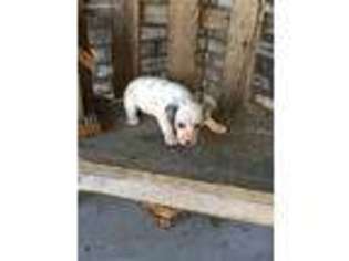 Dalmatian Puppy for sale in Montgomery, IN, USA