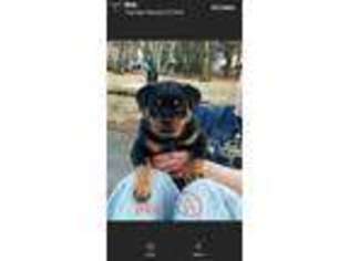 Rottweiler Puppy for sale in Long Valley, NJ, USA