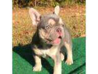 French Bulldog Puppy for sale in Hamilton, MS, USA