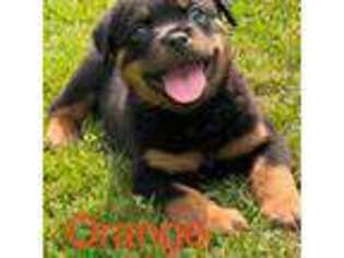 Rottweiler Puppy for sale in Leavittsburg, OH, USA