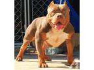 American Bulldog Puppy for sale in SUISUN CITY, CA, USA