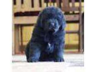 Newfoundland Puppy for sale in Neosho, MO, USA