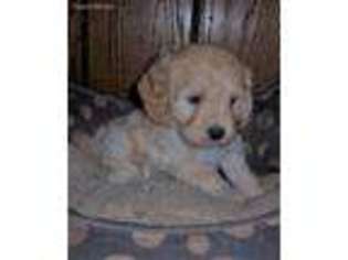 Cavachon Puppy for sale in Uniontown, KS, USA