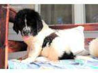 Newfoundland Puppy for sale in Avon, IN, USA