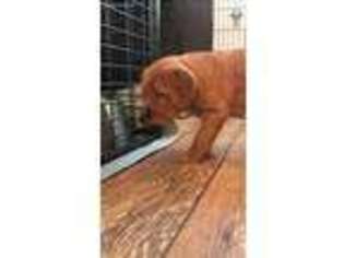 Golden Retriever Puppy for sale in Wadsworth, IL, USA