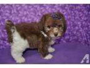Maltese Puppy for sale in SAN ANTONIO, TX, USA