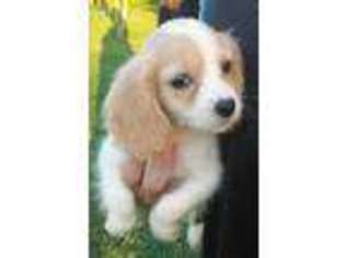 Cavachon Puppy for sale in Niangua, MO, USA