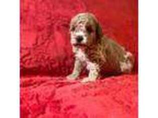 Mutt Puppy for sale in Kannapolis, NC, USA