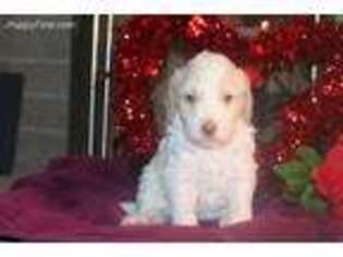 Labradoodle Puppy for sale in Akron, OH, USA