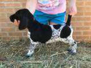 German Shorthaired Pointer Puppy for sale in Miami, FL, USA