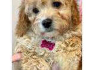 Goldendoodle Puppy for sale in Russell, MA, USA